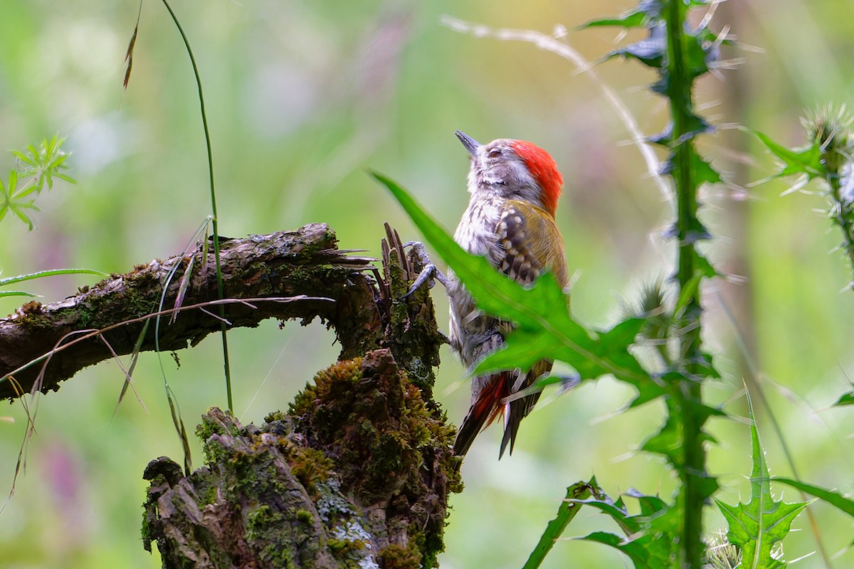 Abyssinian Woodpecker - ML628989519