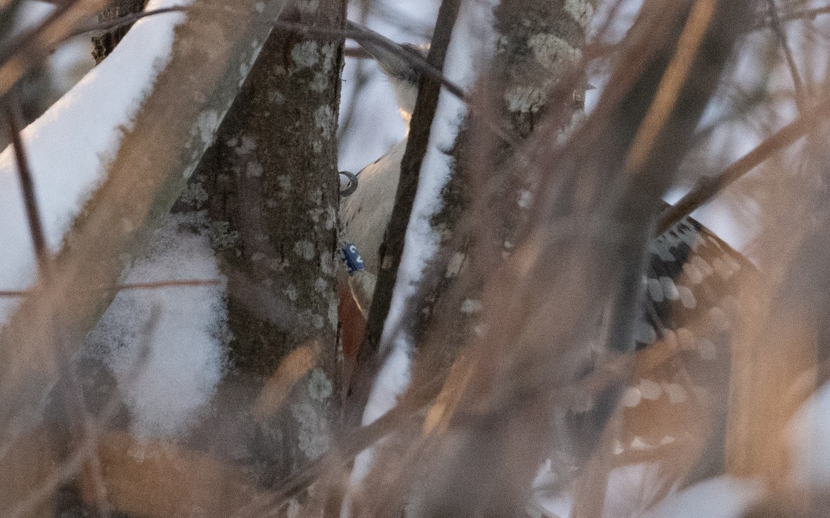 White-backed Woodpecker - ML628989542