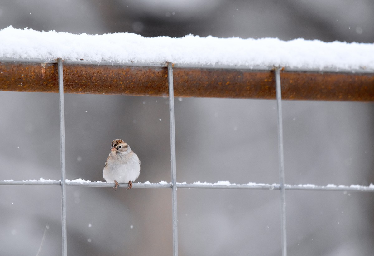 Chipping Sparrow - ML628989594