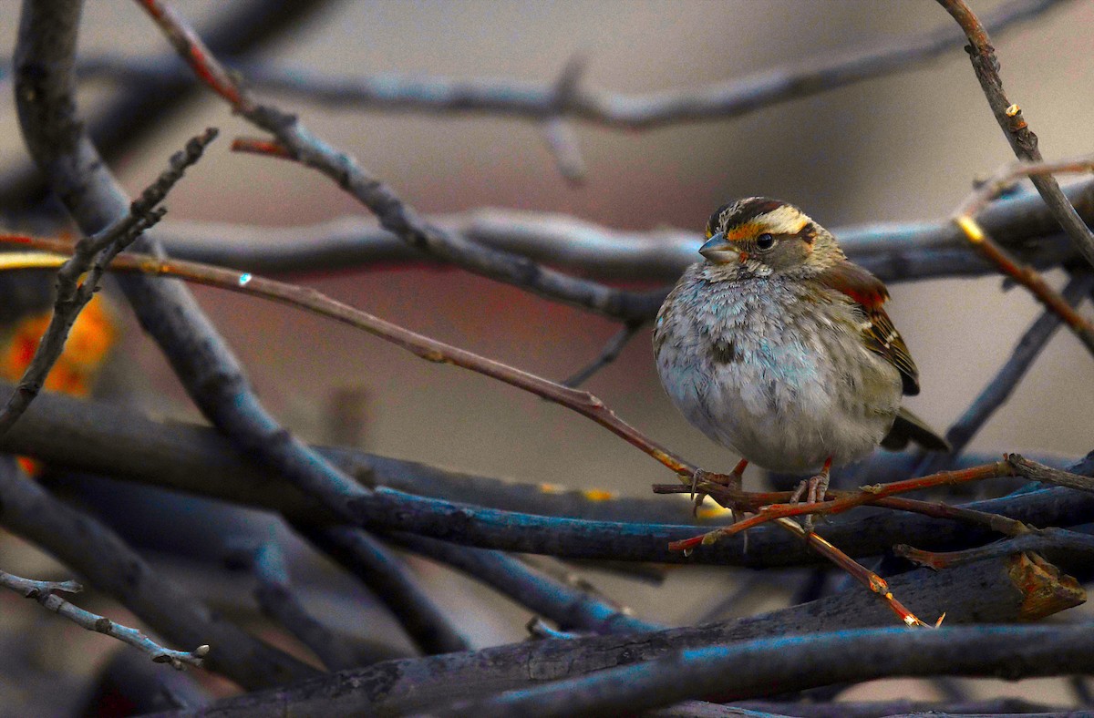 White-throated Sparrow - ML628989612