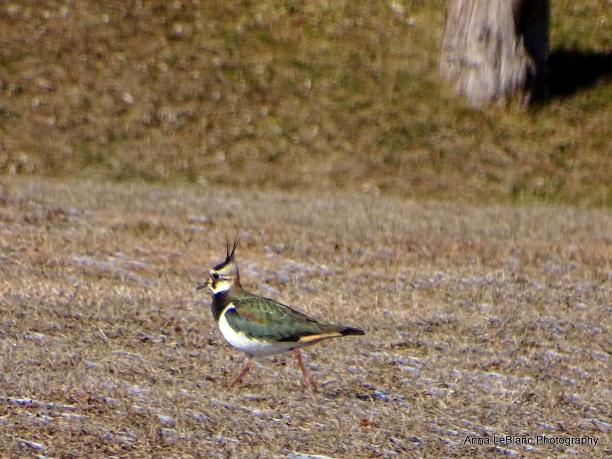 Northern Lapwing - ML628989618