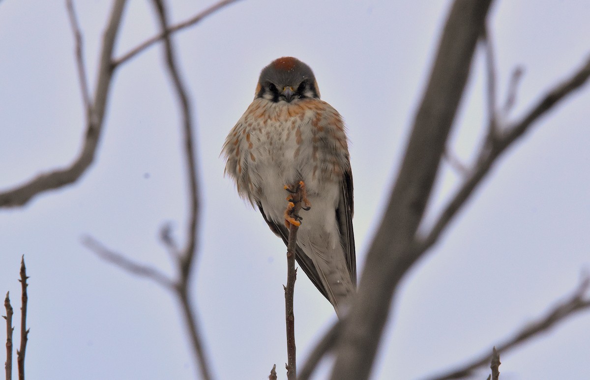 American Kestrel - ML628989633