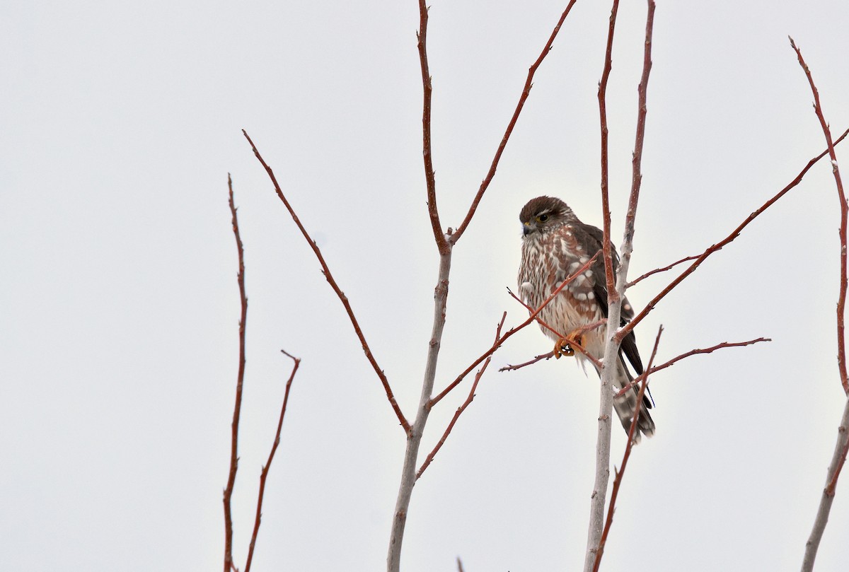 Merlin (Taiga) - ML628989643