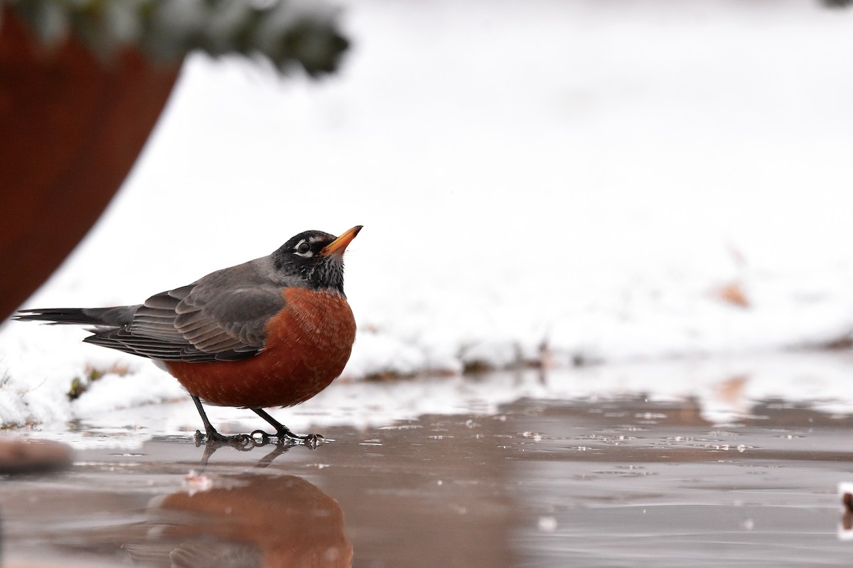 American Robin - ML628989648