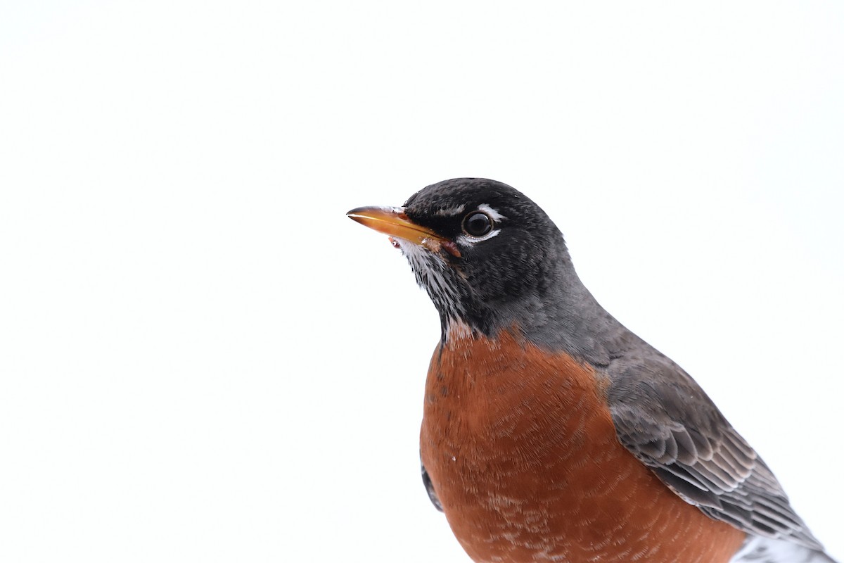 American Robin - ML628989657