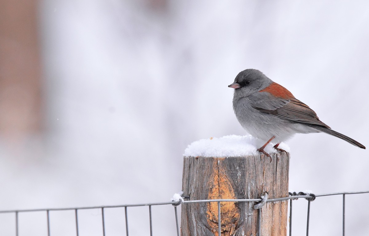 Dark-eyed Junco (Gray-headed) - ML628989675