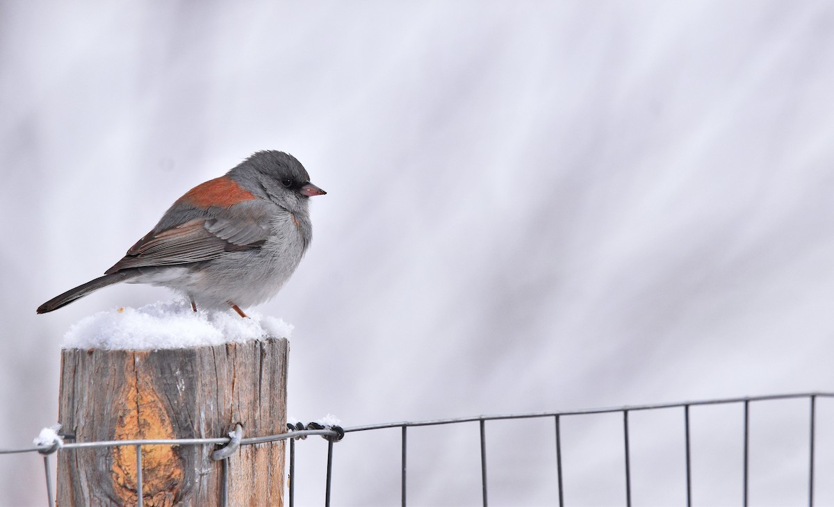 Dark-eyed Junco (Gray-headed) - ML628989676