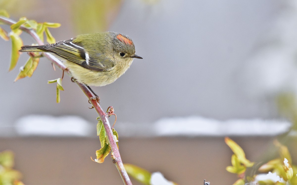 Ruby-crowned Kinglet - ML628989693