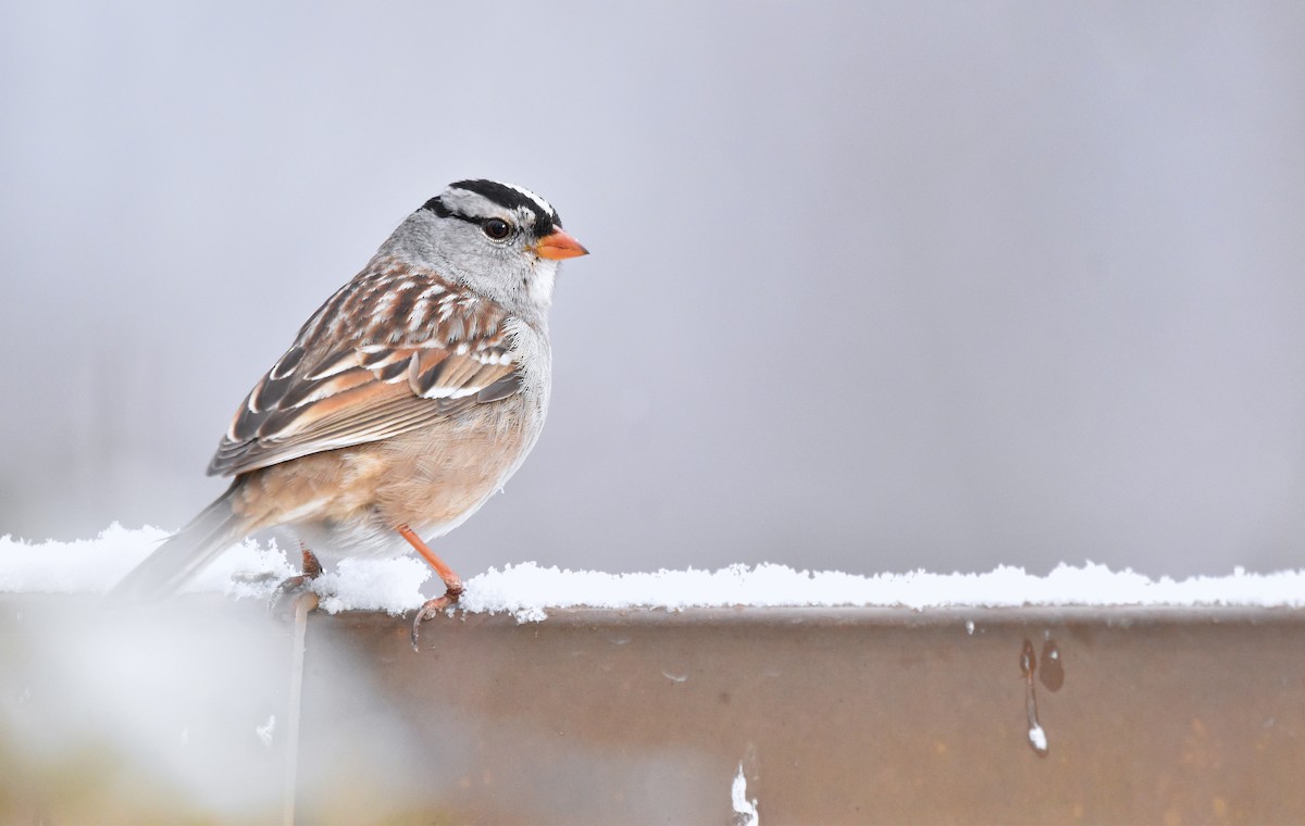 White-crowned Sparrow - ML628989709