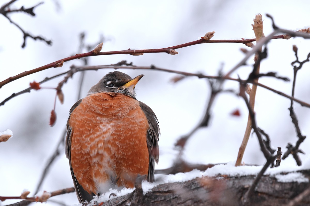 American Robin - ML628989716
