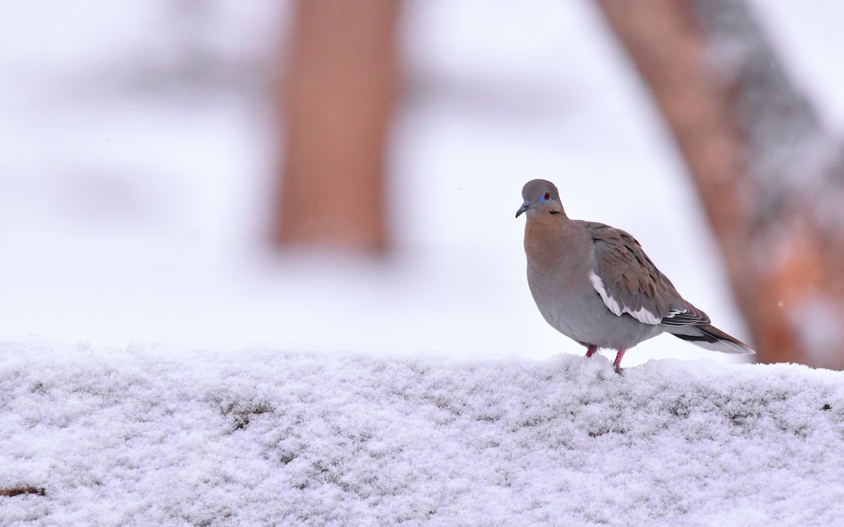 White-winged Dove - ML628989725