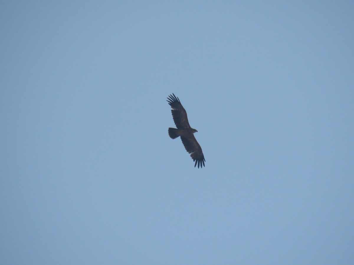 Tawny Eagle - ML628989726