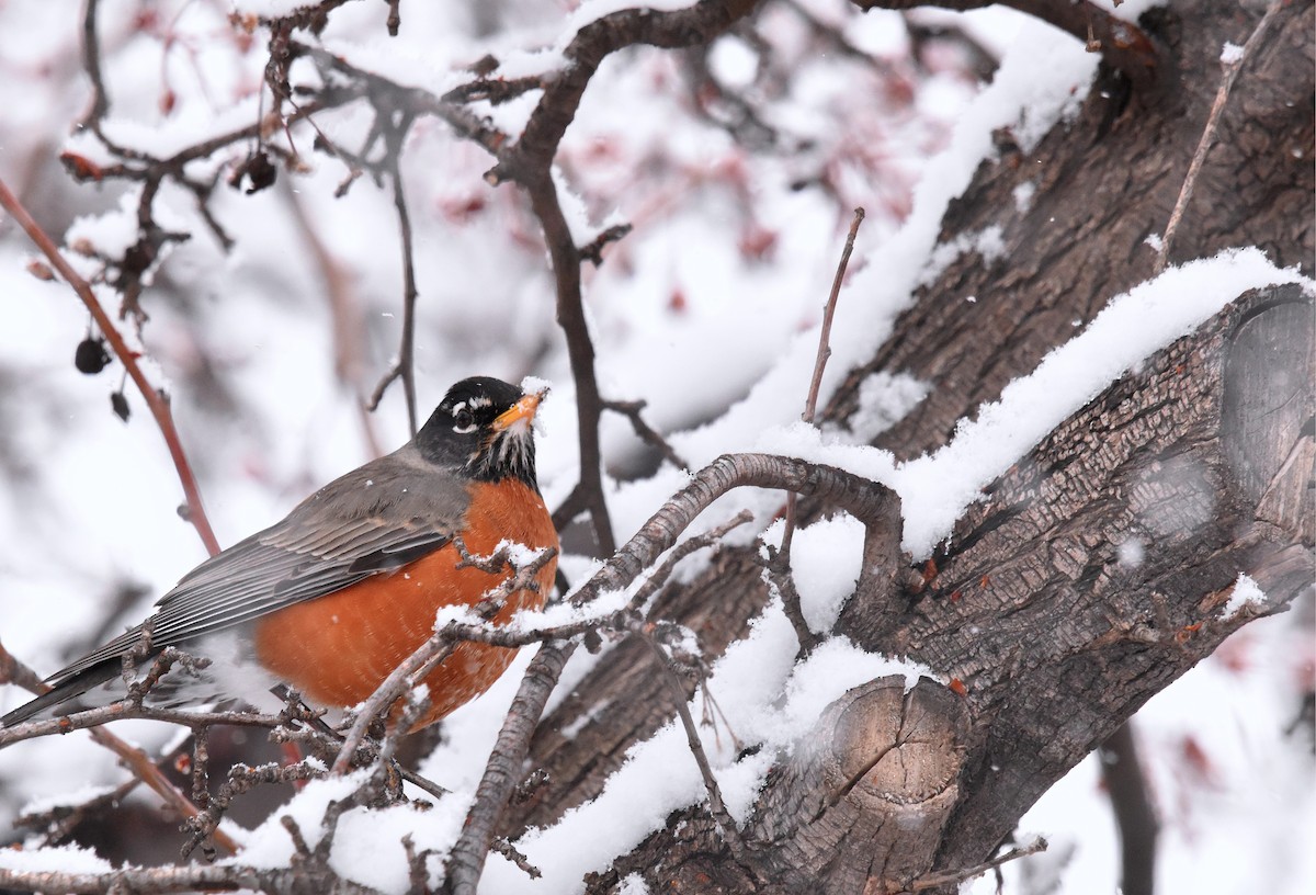 American Robin - ML628989735