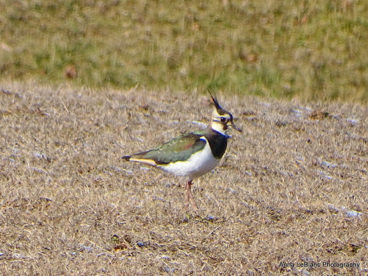 Northern Lapwing - ML628989773