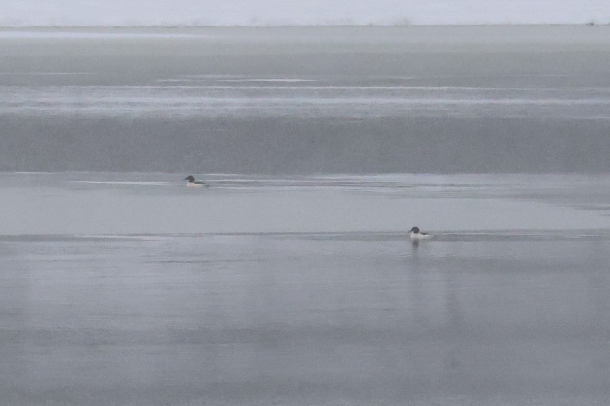 Common Merganser - ML628989779