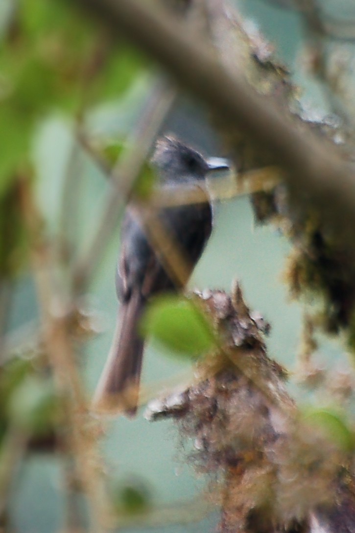 Smoke-colored Pewee - ML628989821
