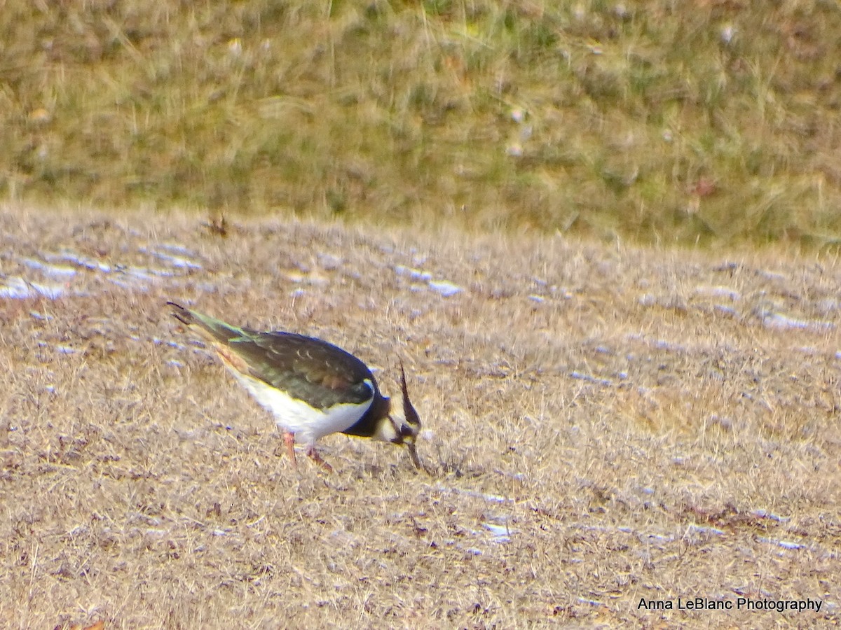 Northern Lapwing - ML628989867