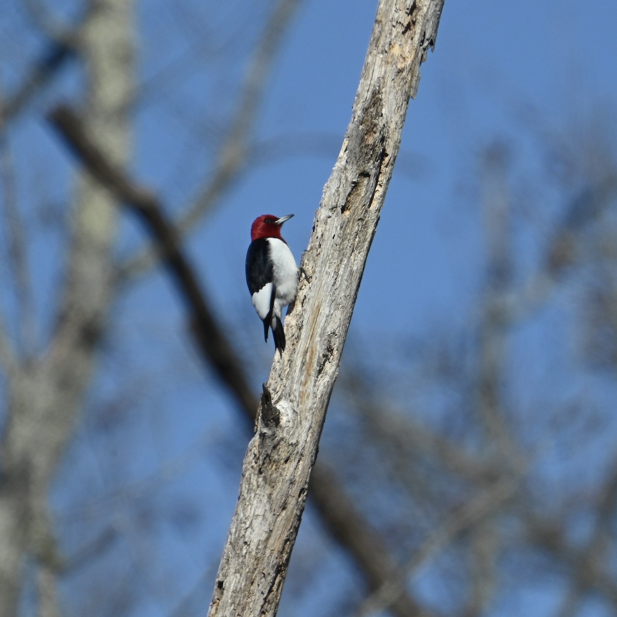 Red-headed Woodpecker - ML628989951