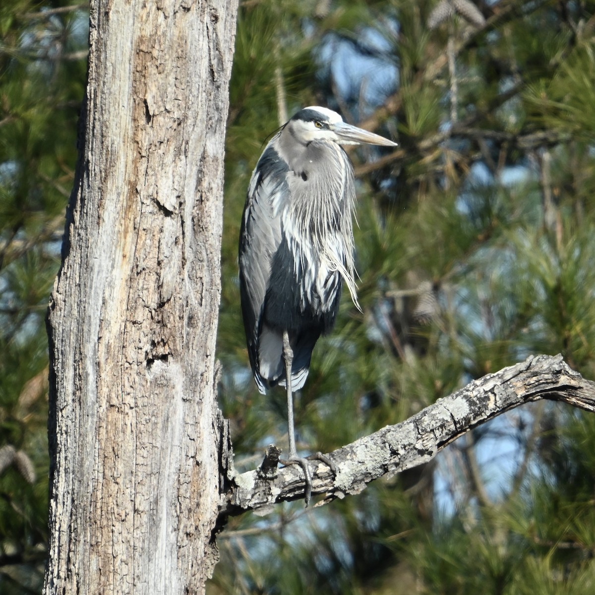 Great Blue Heron - ML628990000