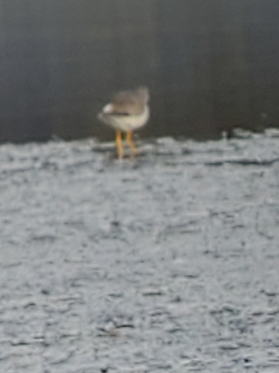 Petit Chevalier - ML628990029