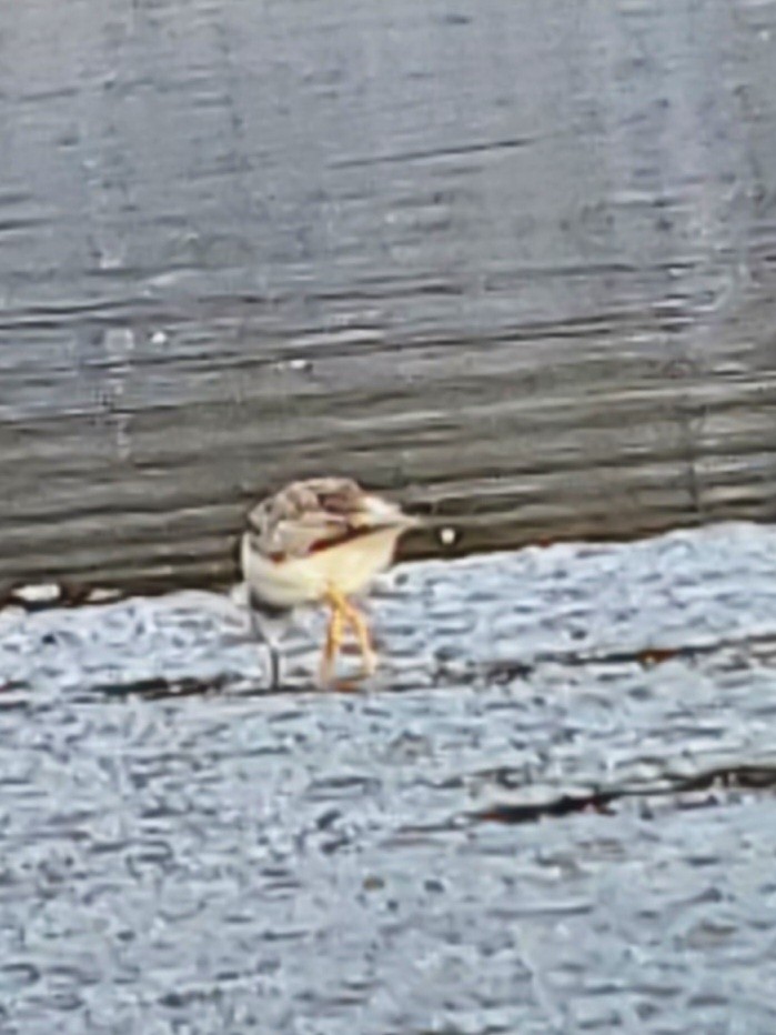 Petit Chevalier - ML628990041