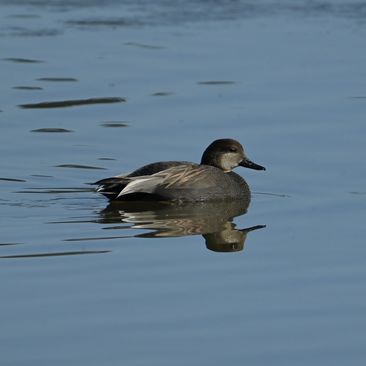 Gadwall - ML628990057