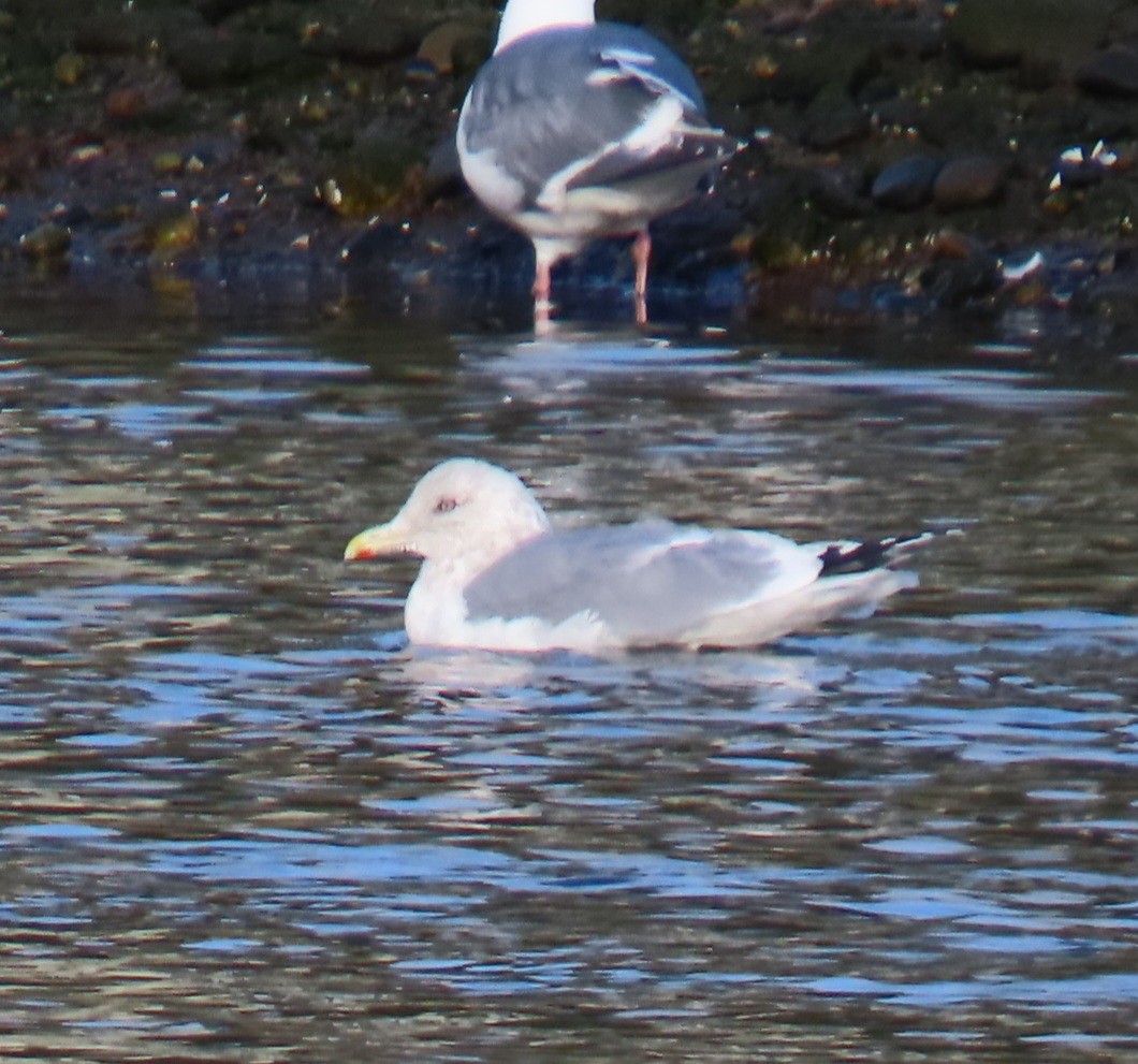 Goéland hudsonien - ML628990058