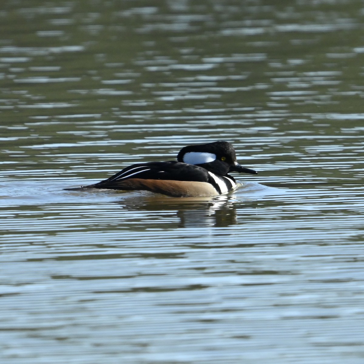 Hooded Merganser - ML628990085