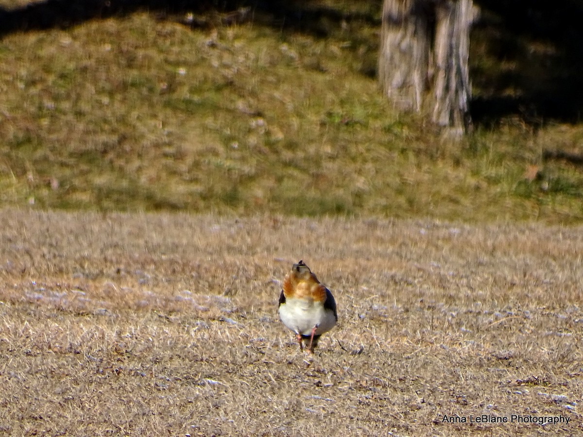 Northern Lapwing - ML628990110