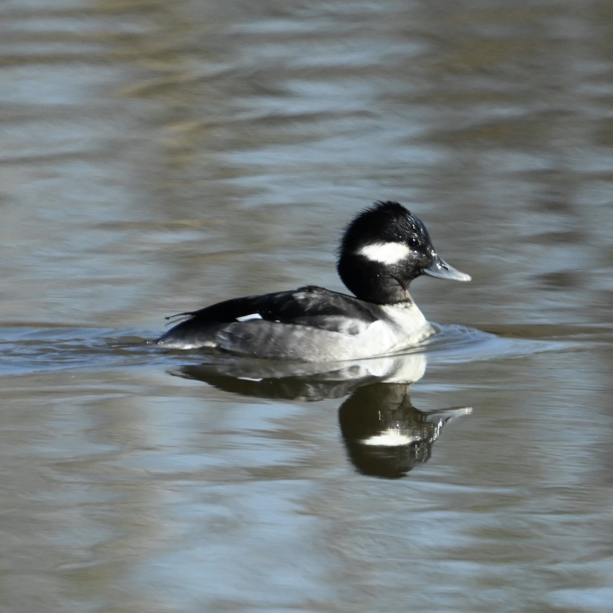 Bufflehead - ML628990137