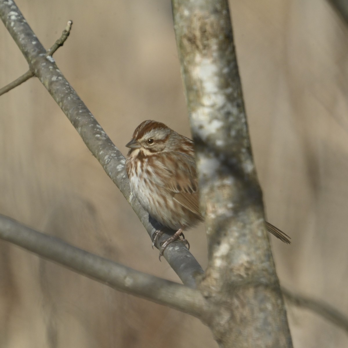 Song Sparrow - ML628990180