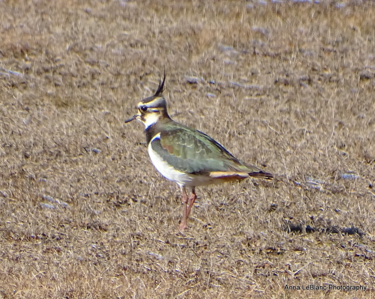 Northern Lapwing - ML628990185