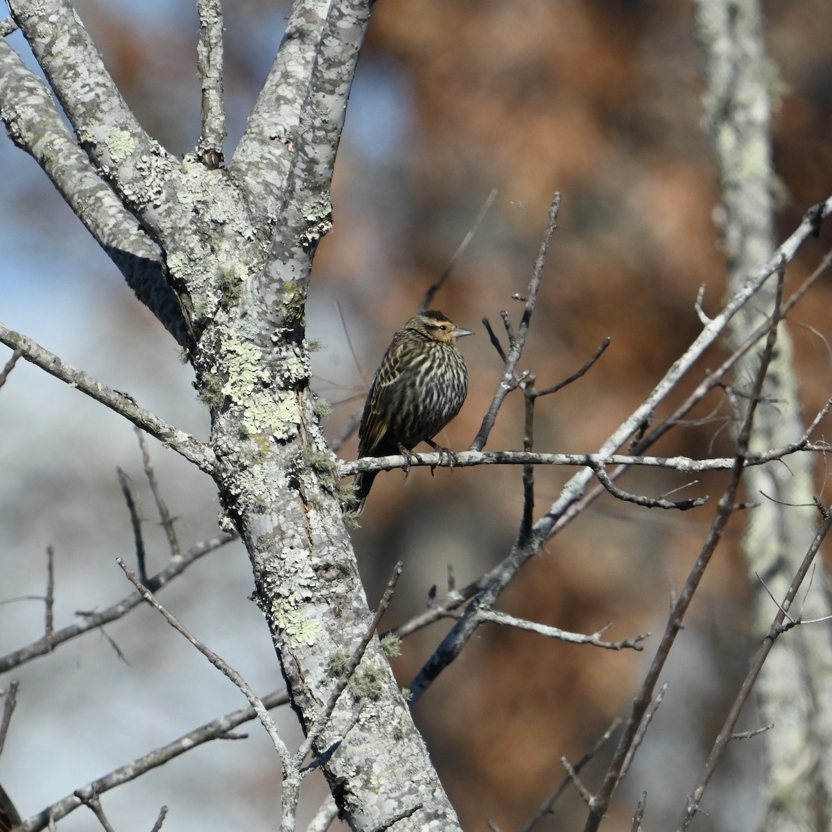 Red-winged Blackbird - ML628990227