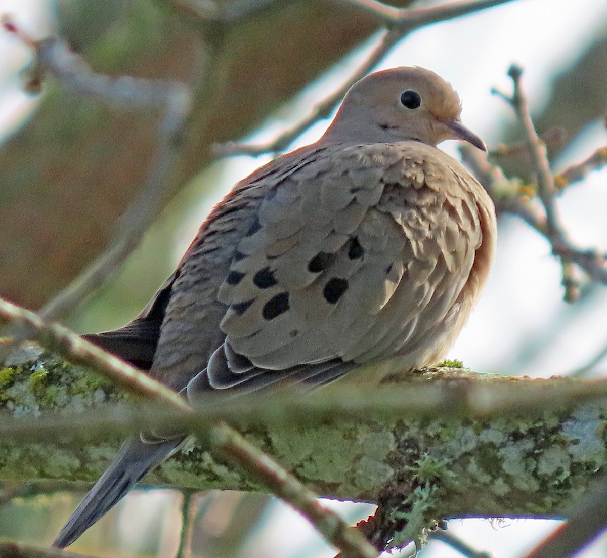 Mourning Dove - ML628990244