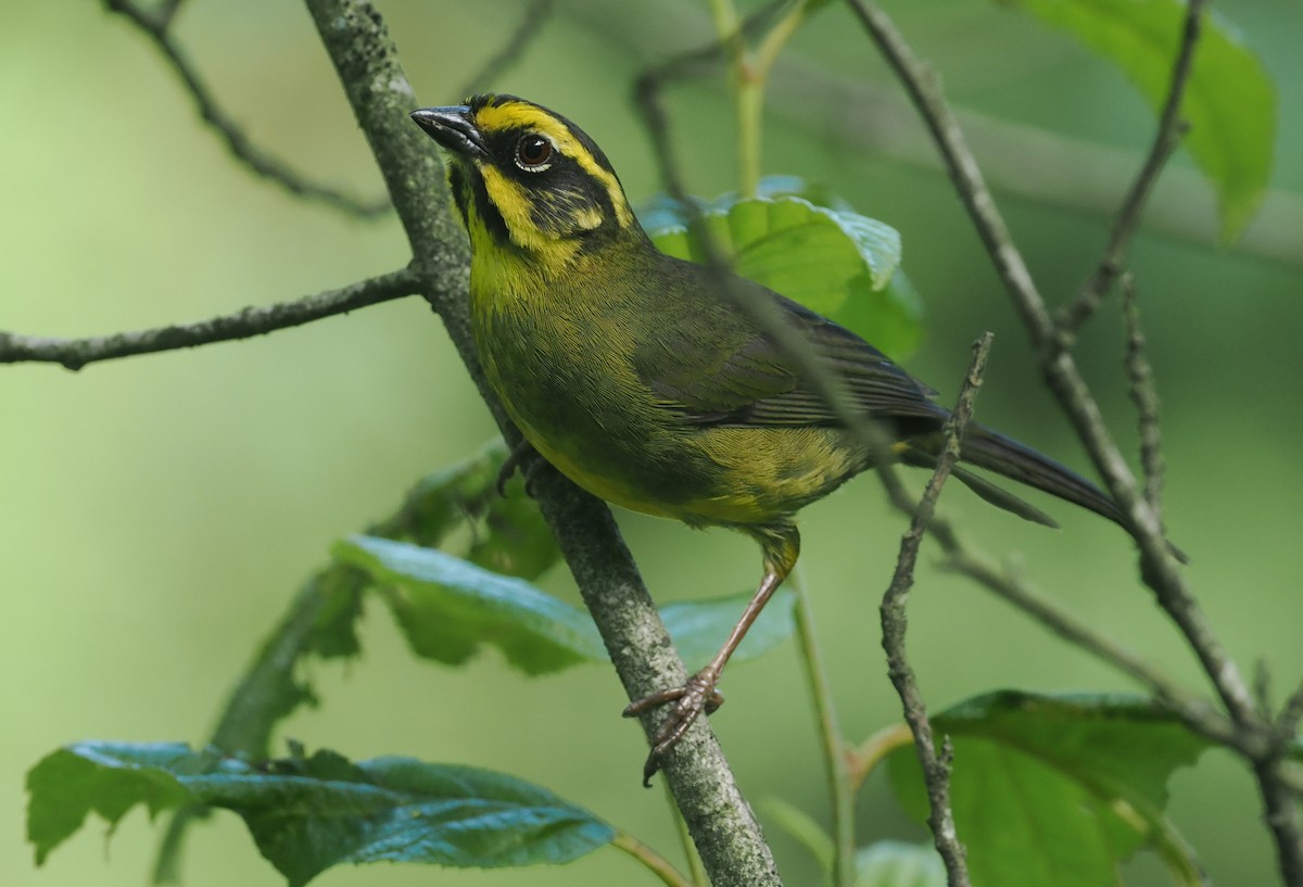 Yellow-striped Brushfinch - ML628990252