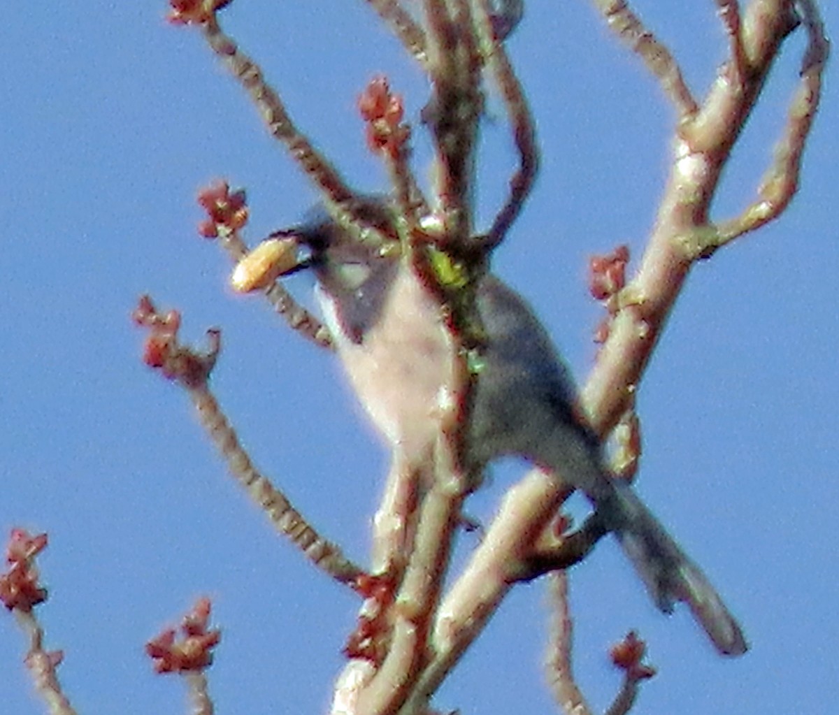 California Scrub-Jay - ML628990274