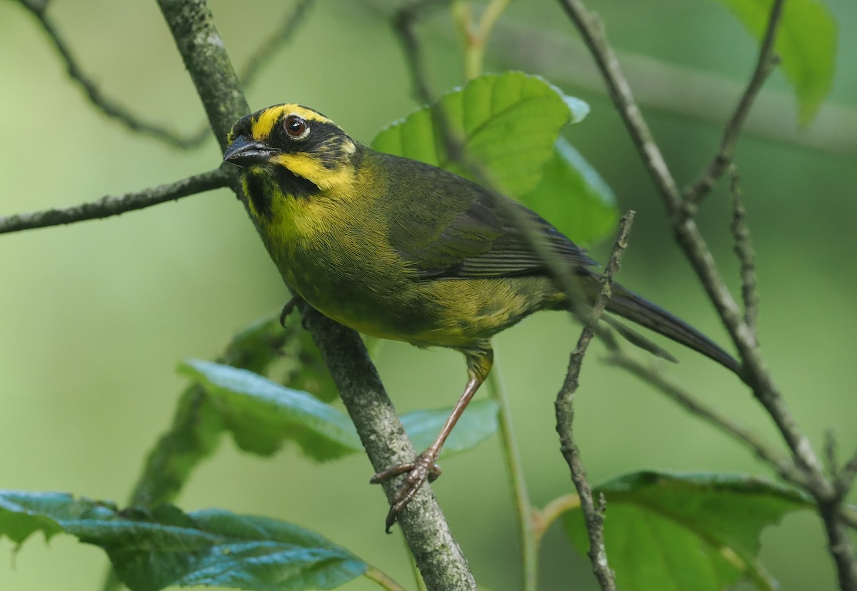 Yellow-striped Brushfinch - ML628990279