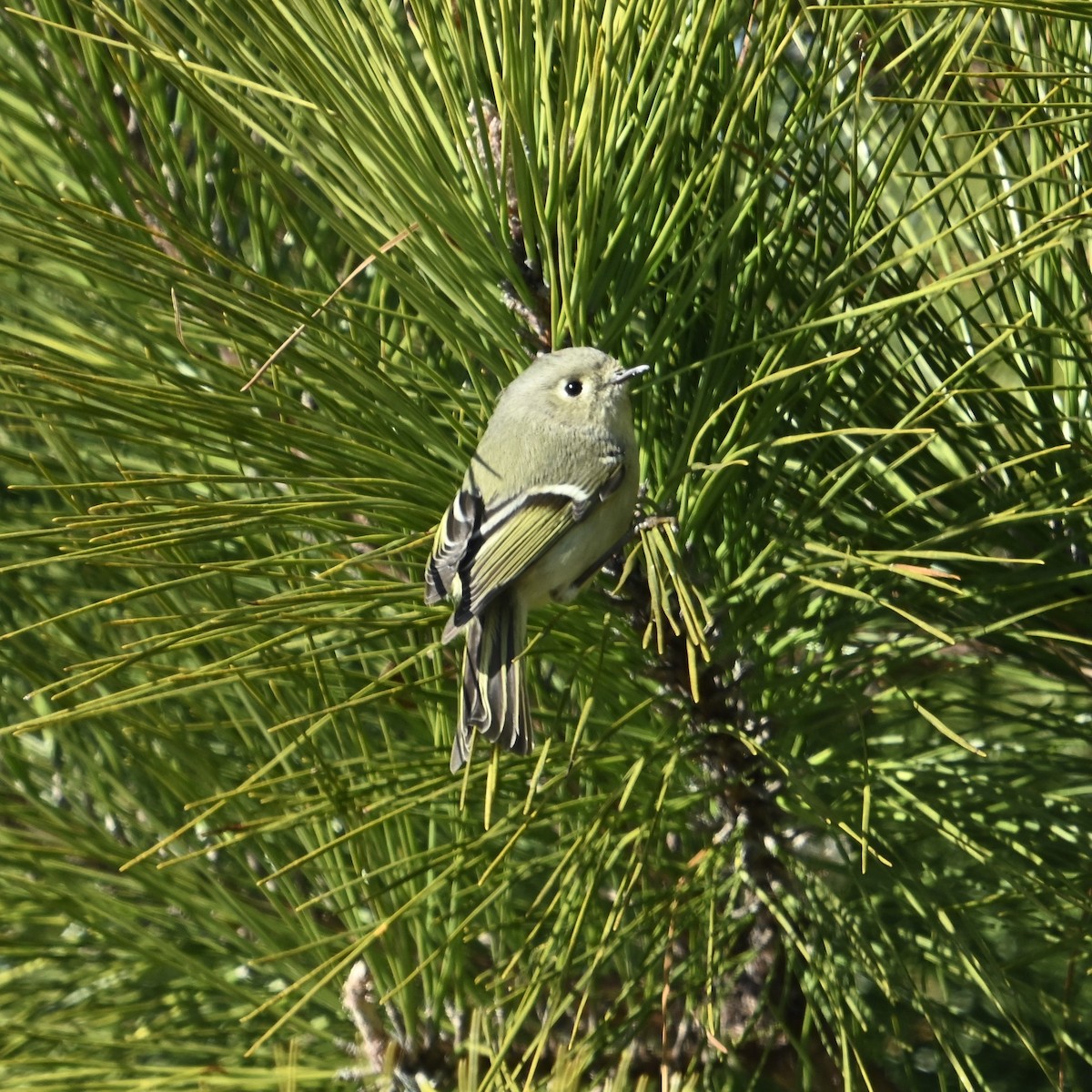 Ruby-crowned Kinglet - ML628990293