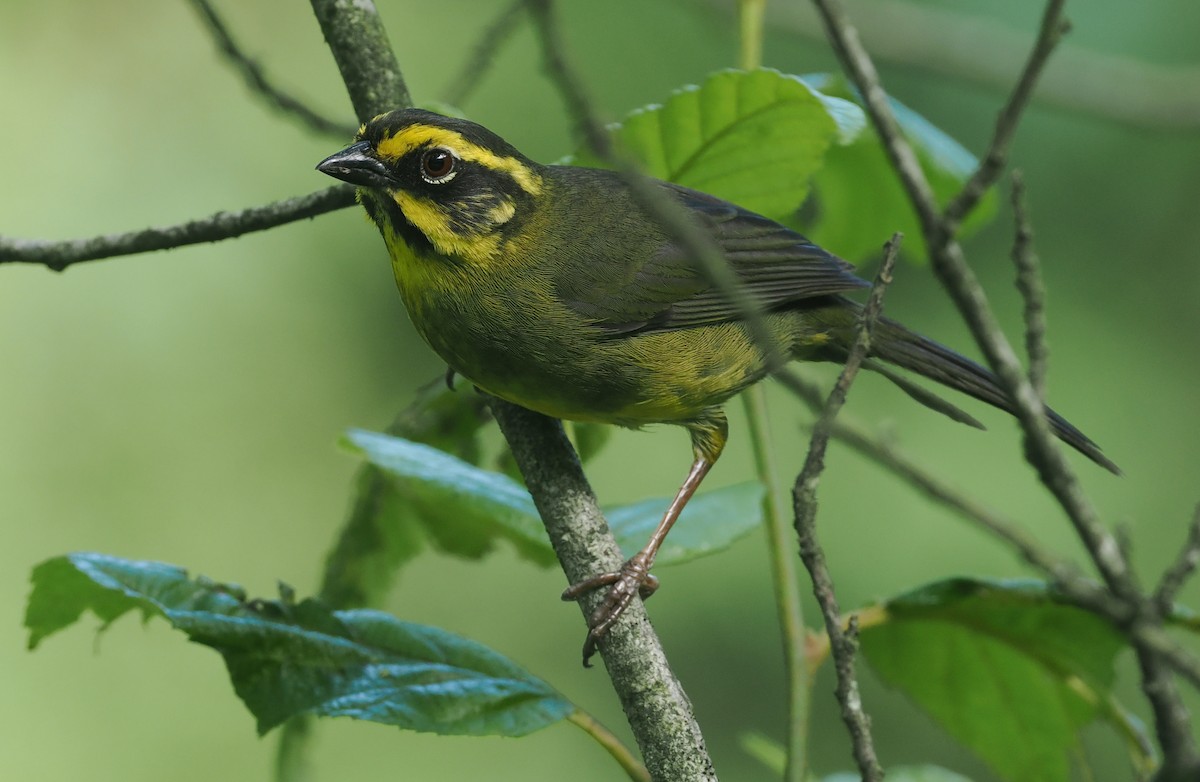 Yellow-striped Brushfinch - ML628990299