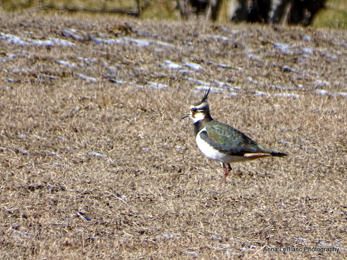 Northern Lapwing - ML628990303