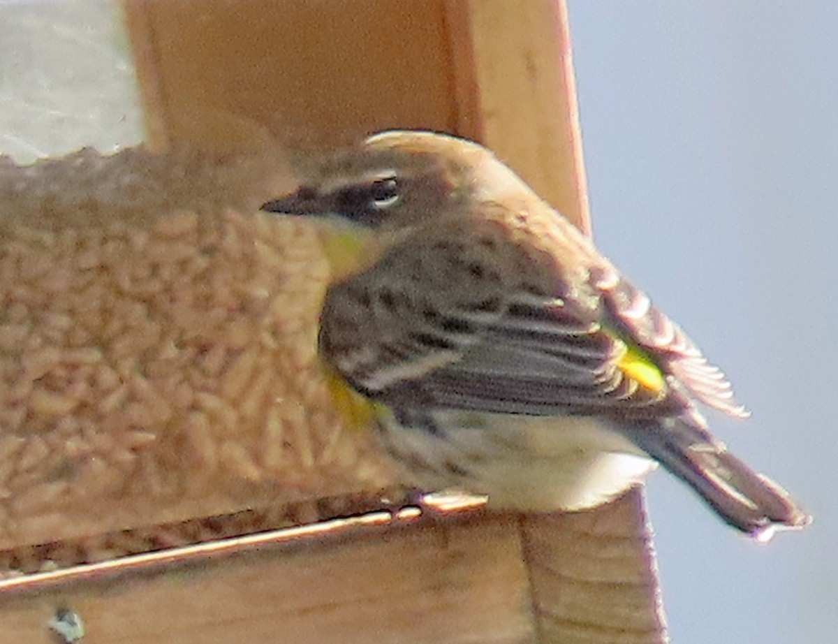 Yellow-rumped Warbler - ML628990310