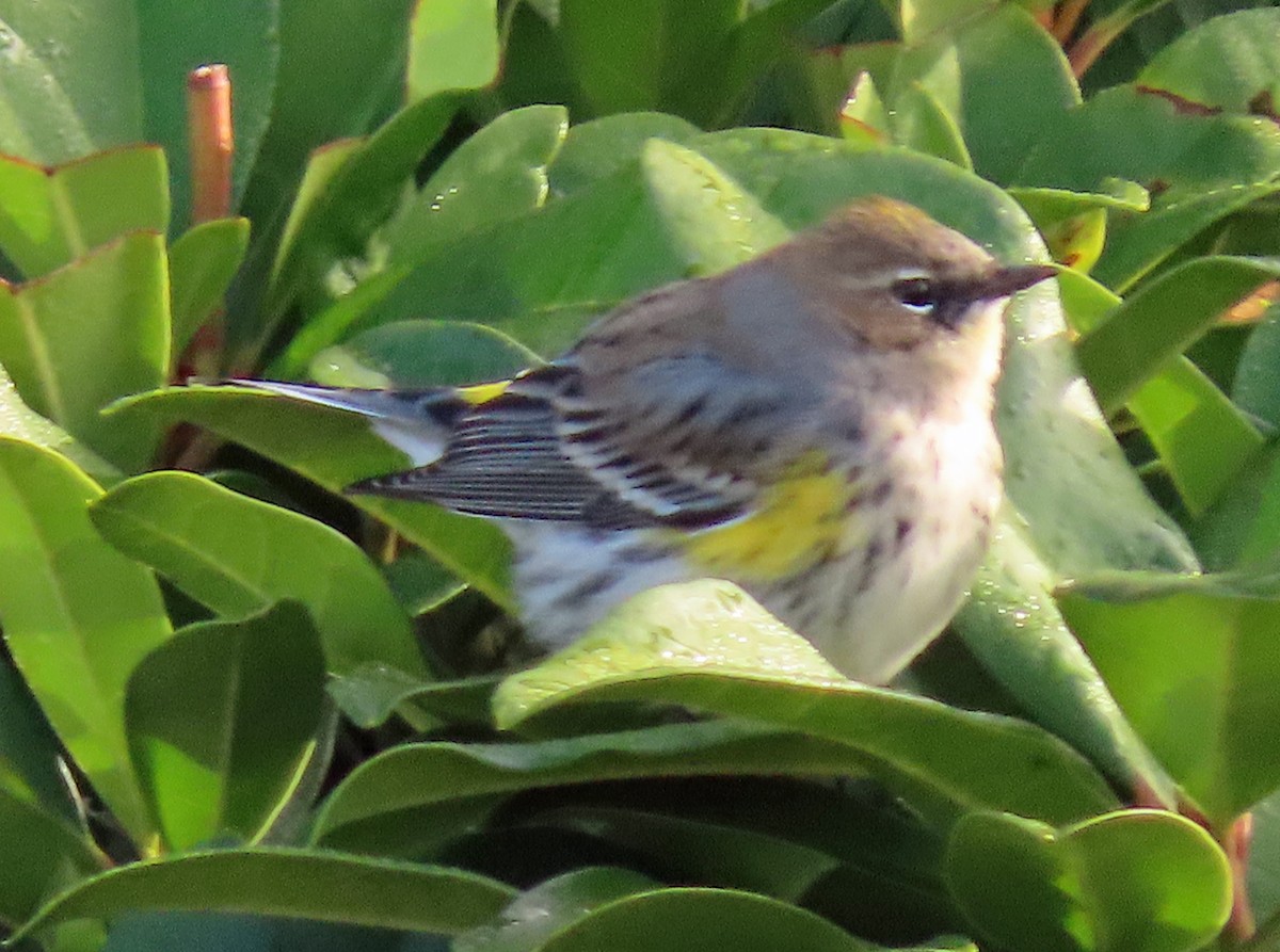 Yellow-rumped Warbler - ML628990311