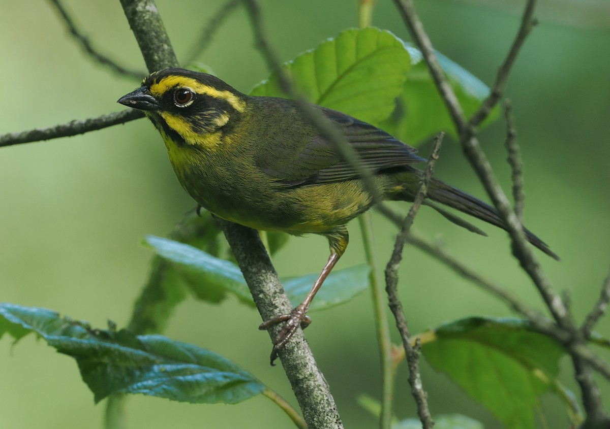 Yellow-striped Brushfinch - ML628990322