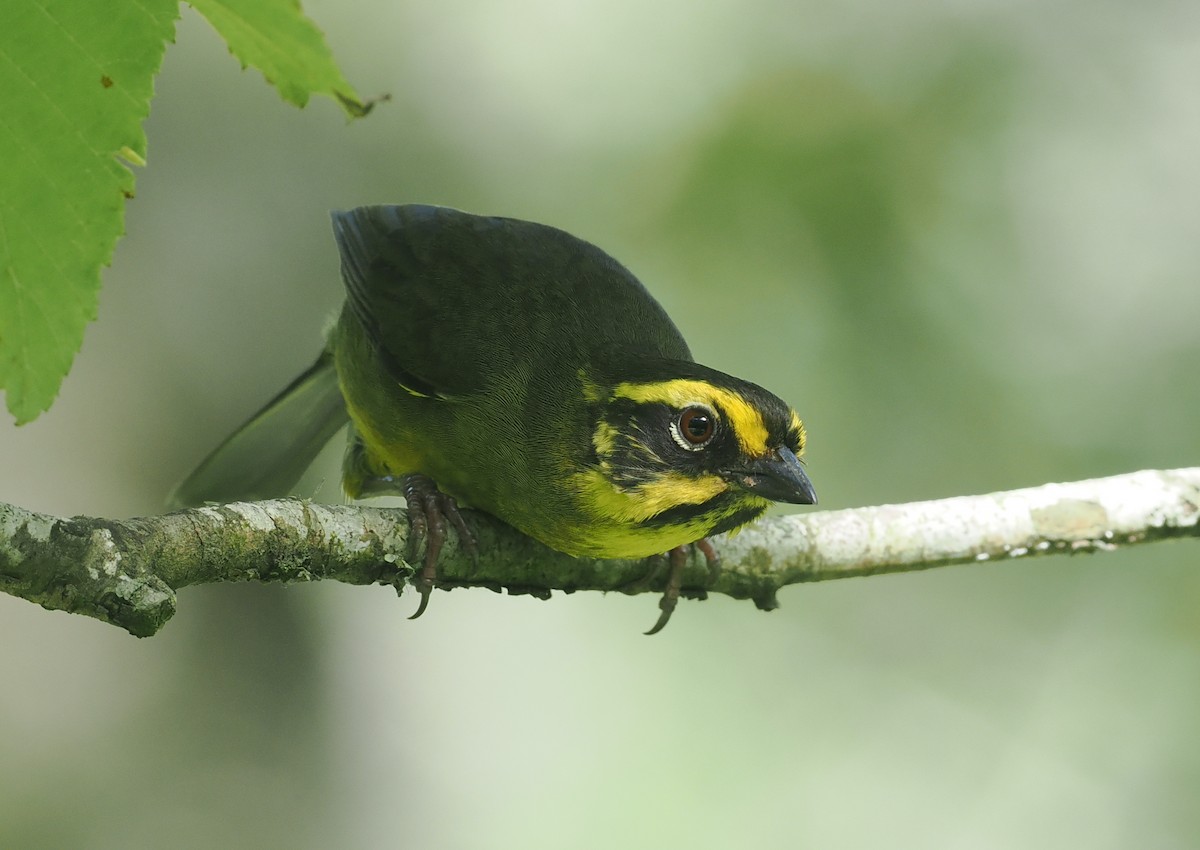 Yellow-striped Brushfinch - ML628990363