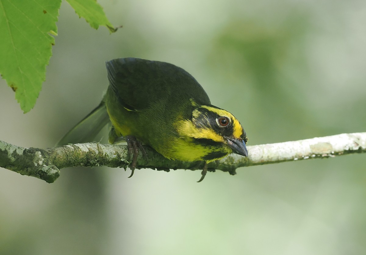 Yellow-striped Brushfinch - ML628990402