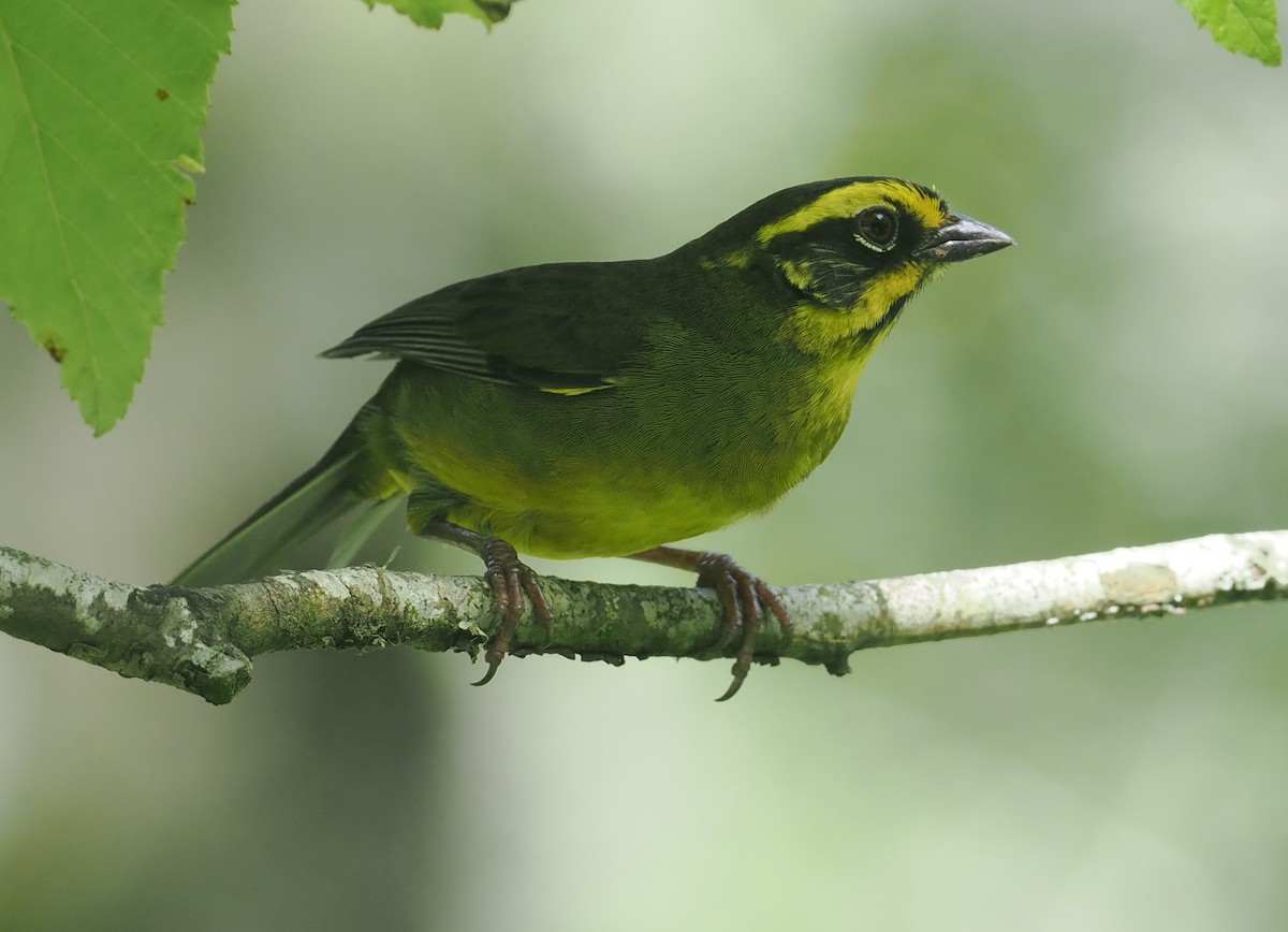 Yellow-striped Brushfinch - ML628990427