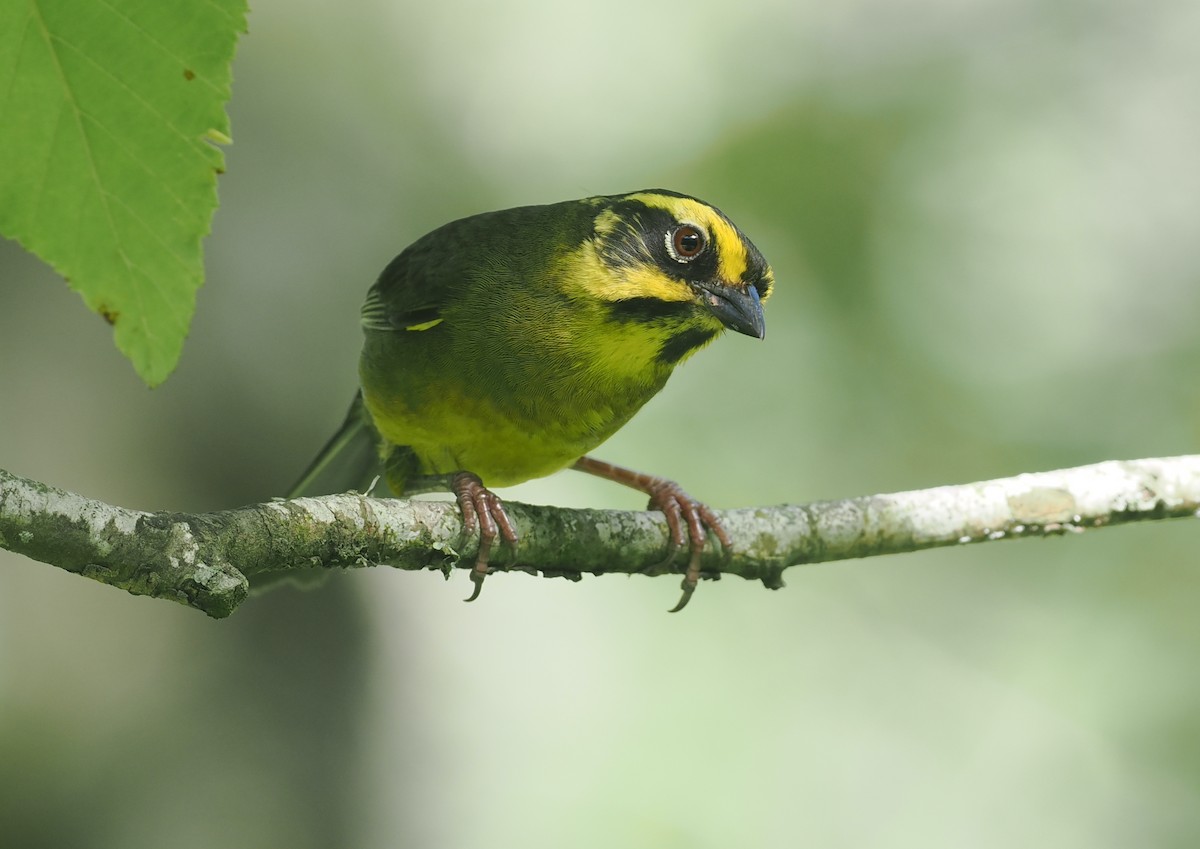 Yellow-striped Brushfinch - ML628990452