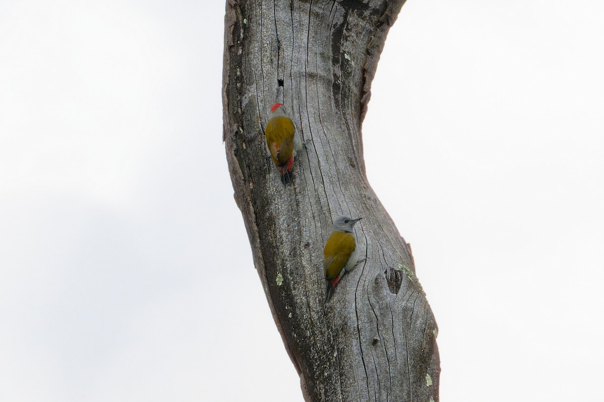 African Gray Woodpecker - ML628990461