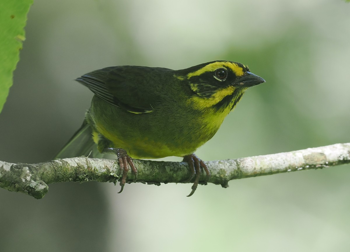 Yellow-striped Brushfinch - ML628990524