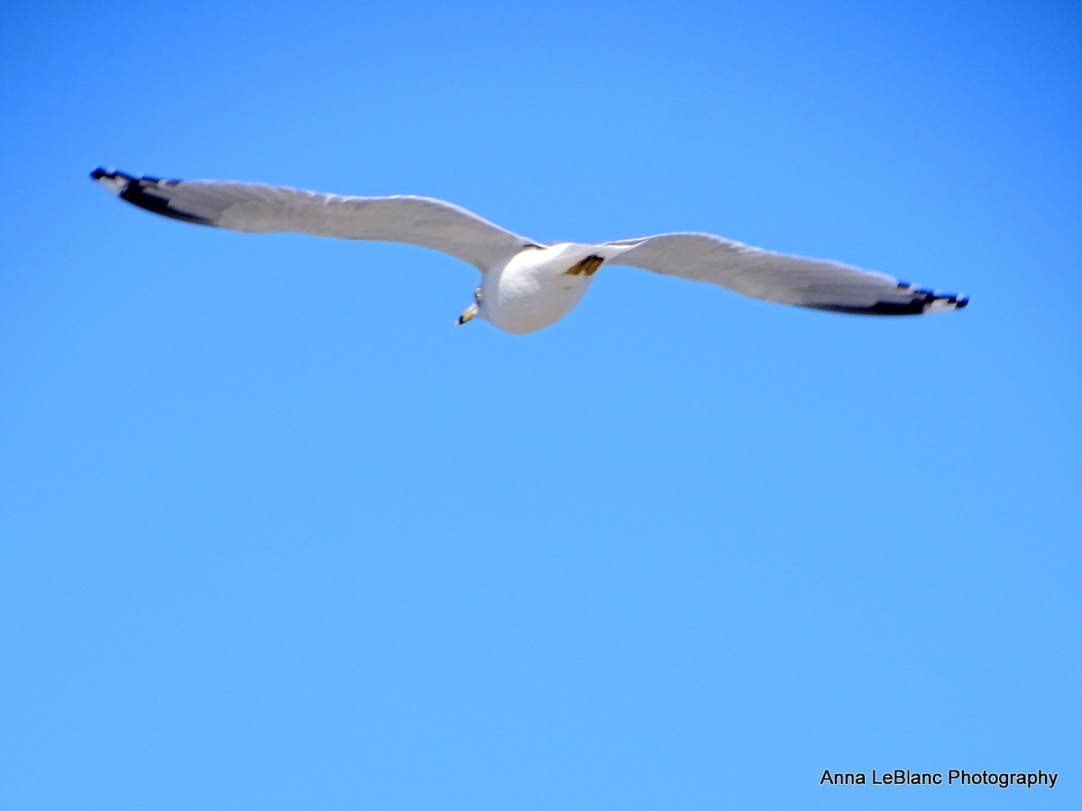 Ring-billed Gull - ML628990529